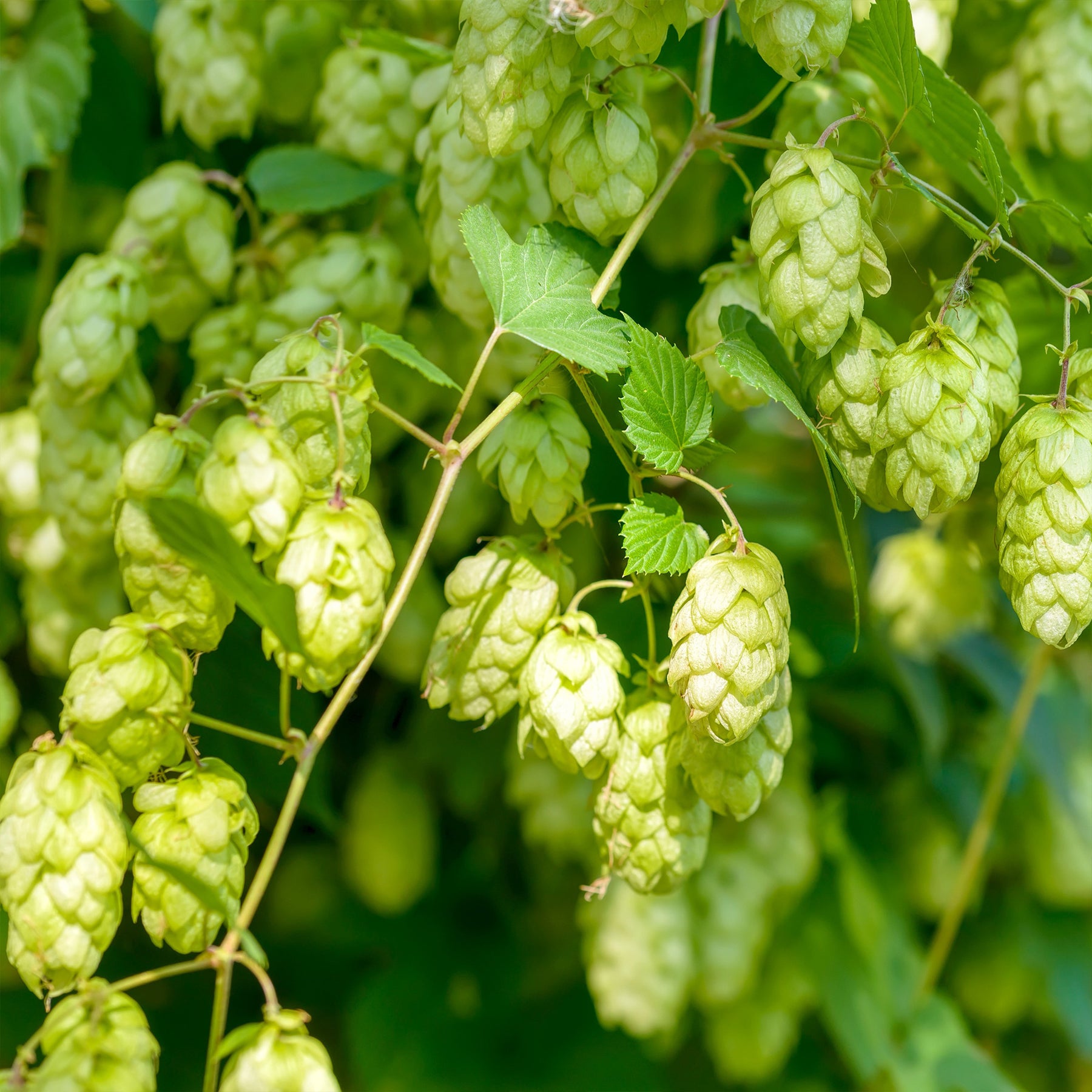 Hopfen - Humulus lupulus