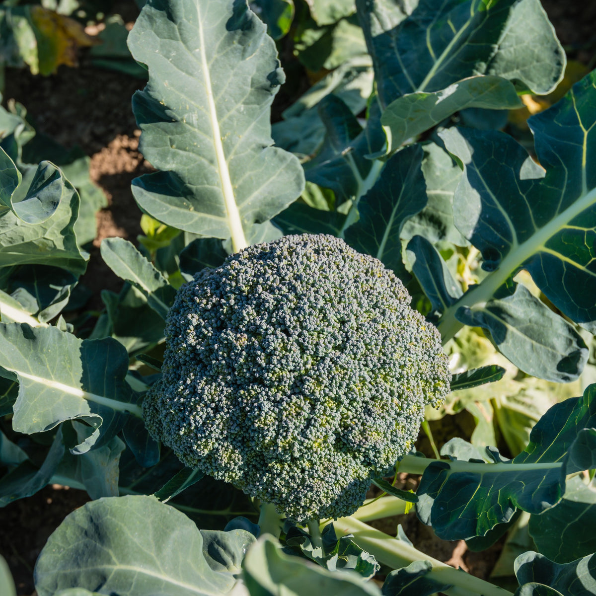 Brokkoli ‘Calabrese Natalino’ Bio