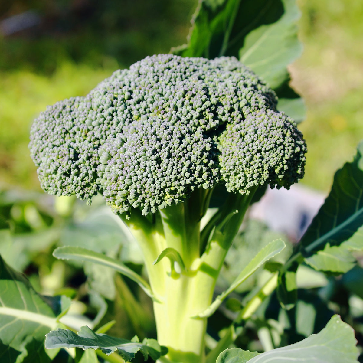 Brokkoli ‘Calabrese Natalino’ Bio