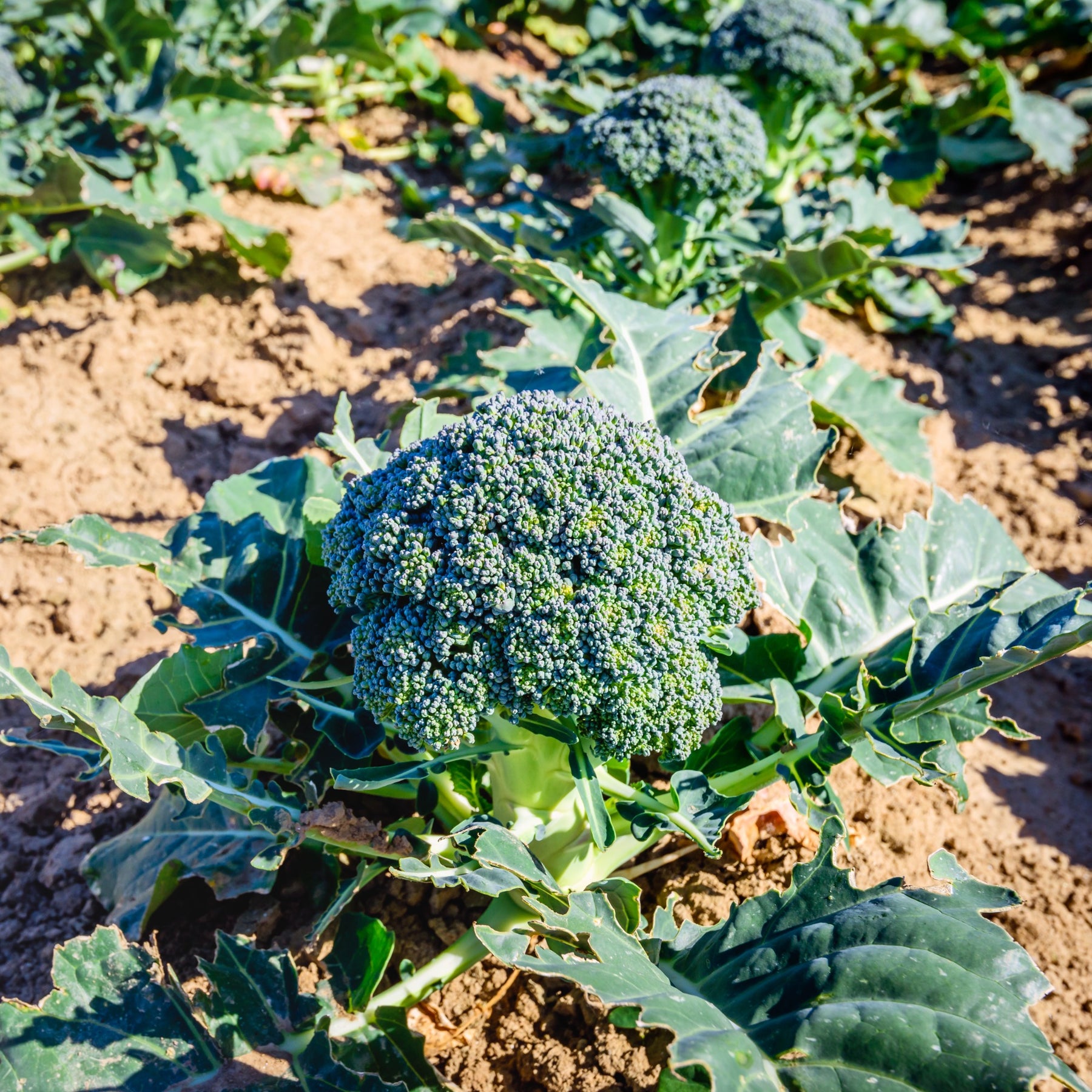 Brokkoli ‘Calabrese Natalino’ Bio