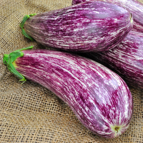 Solanum melongena listada de gandia - Aubergine 'Listada de Gandia' - Solanum melongena - Aubergine