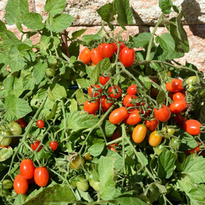 Kirschtomate Romello F1 - Lycopersicon lycopersicum romello f1 - Willemse