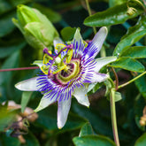 Blaue Passionsblume (Samen)
