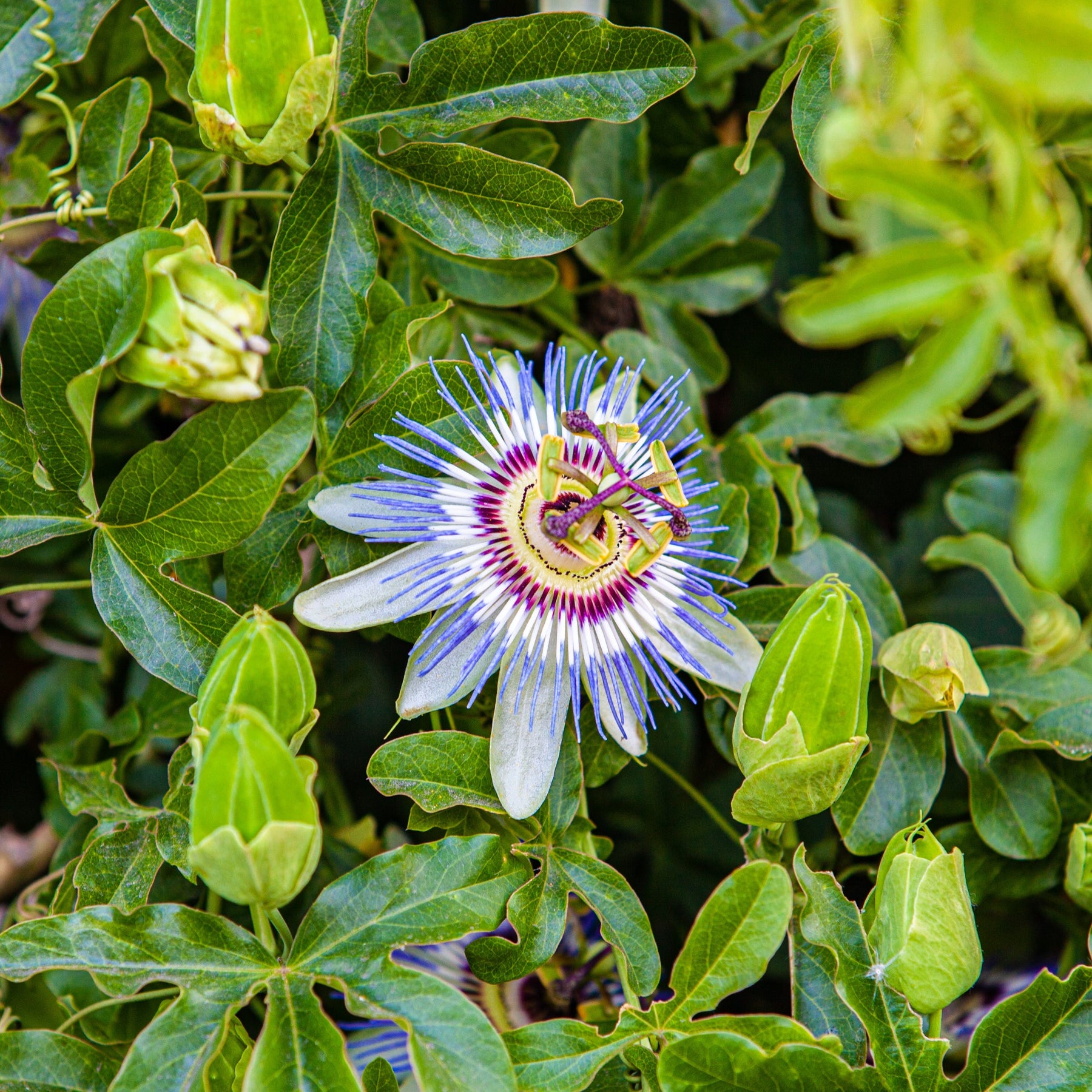 Blaue Passionsblume (Samen)