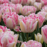 Tulpen 'Foxtrot' (x10) - Willemse
