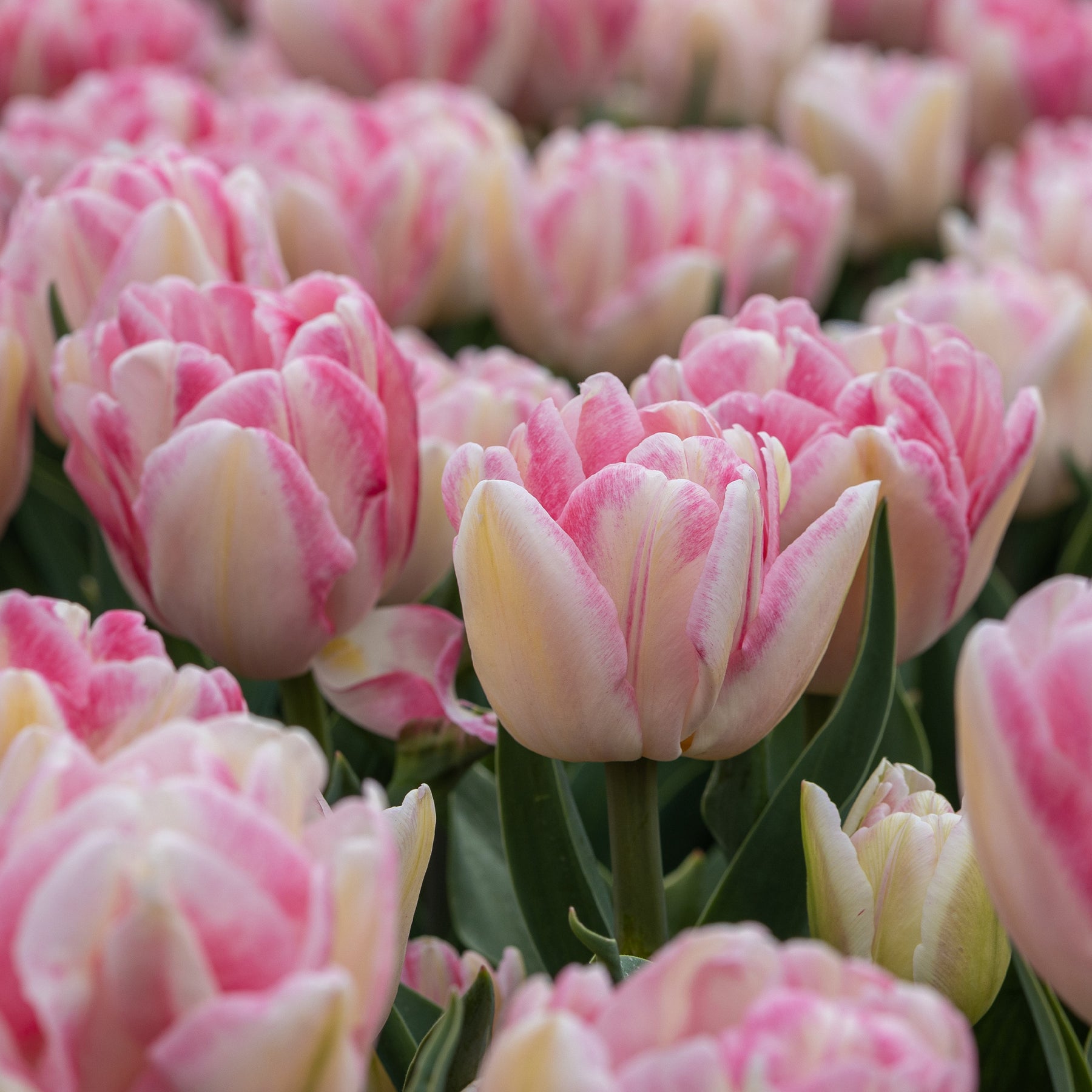 Tulpen 'Foxtrot' (x10) - Willemse