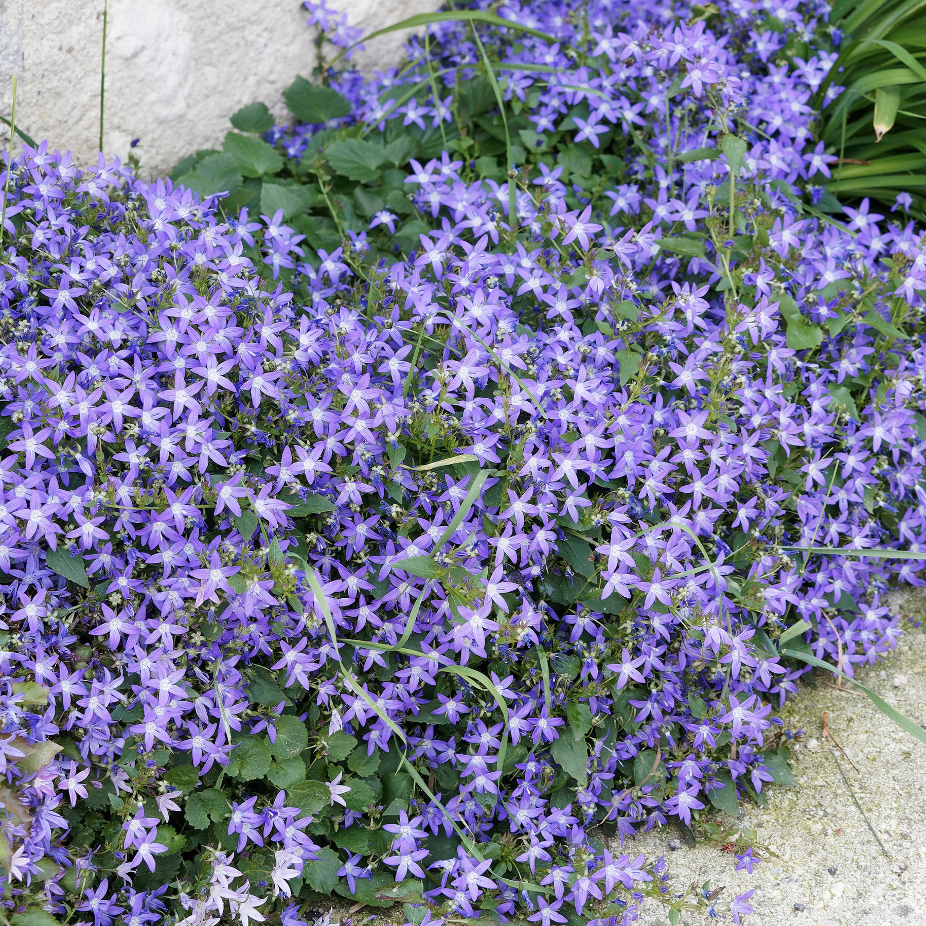 Bodendecker-Stauden Kollektion (x13) - Saponaria ocymoïdes, Cerastium tomentosum, Campanula poscharskyana - Willemse