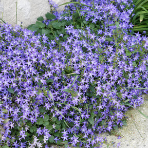 Bodendecker-Stauden Kollektion (x13) - Saponaria ocymoïdes, Cerastium tomentosum, Campanula poscharskyana - Willemse