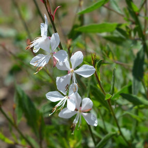 Stauden-Kollektion mit weißen Blüten (x9)