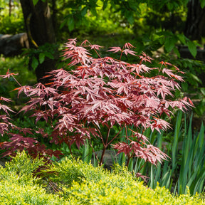 Garten- & Terrassensträucher im Japan-Stil (x3) - Camellia japonica, Arundinaria murielae, Acer palmatum Atropurpureum - Willemse