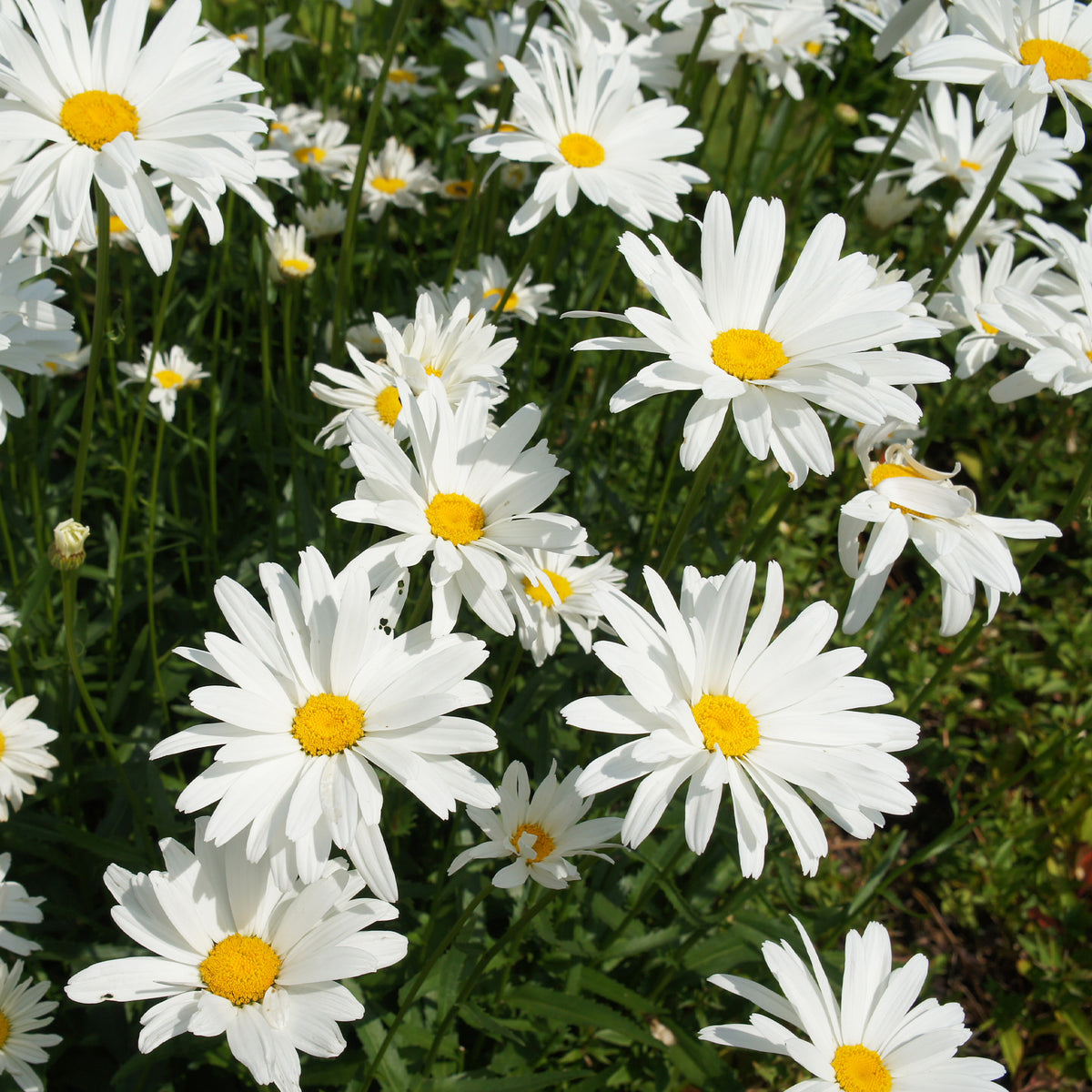 Sommer-Margerite ‘Alaska’ - Willemse