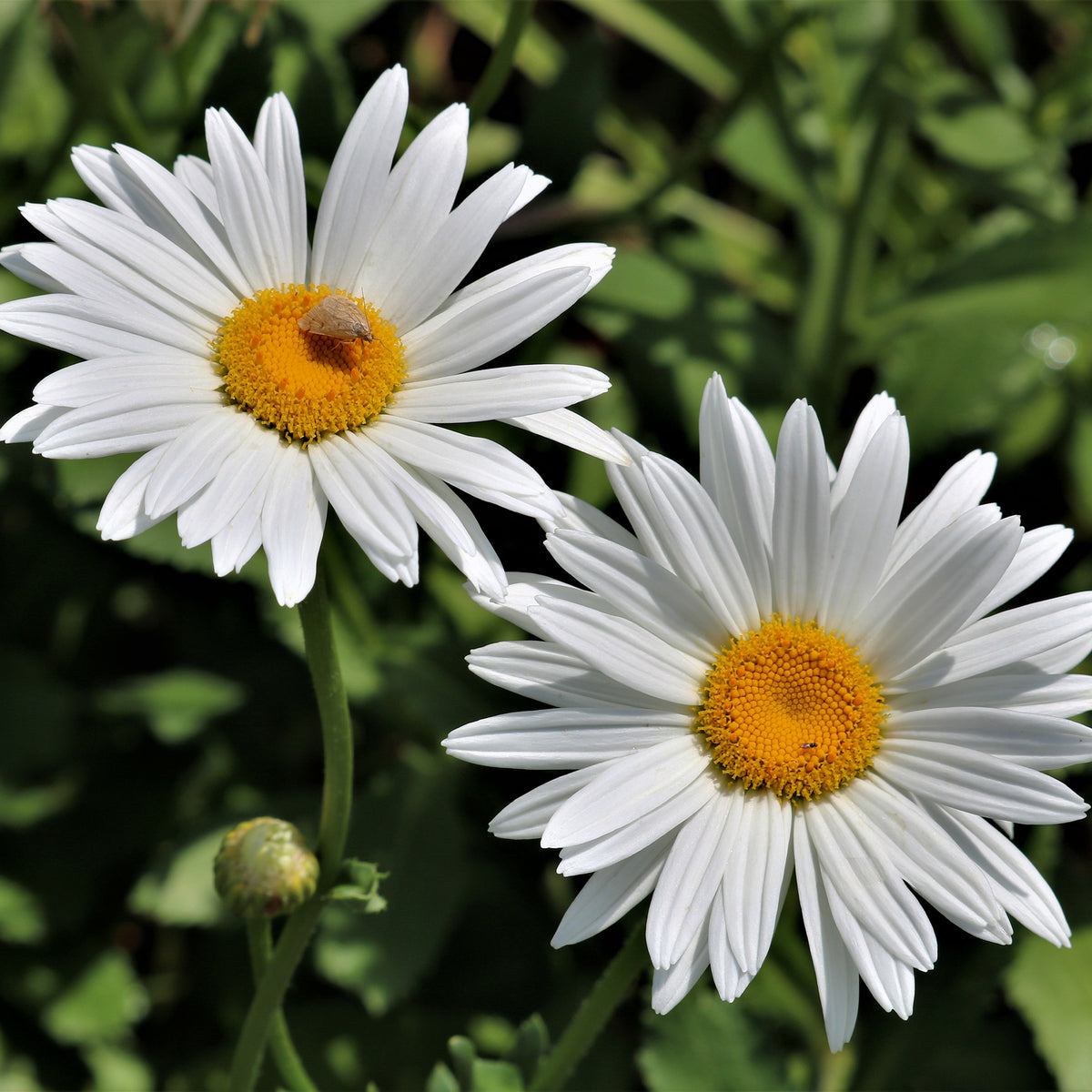 Margerite 'Silberprinzesschen' - Leucanthemum x superbum Silberprinzesschen - Willemse