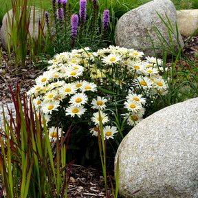 Margerite 'Silberprinzesschen' - Willemse