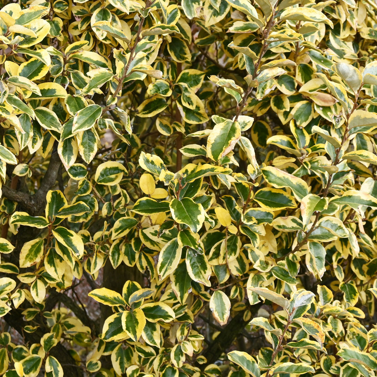Immergrüne Hecken-Kollektion (4 Sträucher) - Eleagnus pungens Maculata, Photinia fraseri Red Robin, Prunus laurocerasus Etna, Viburnum tinus - Willemse