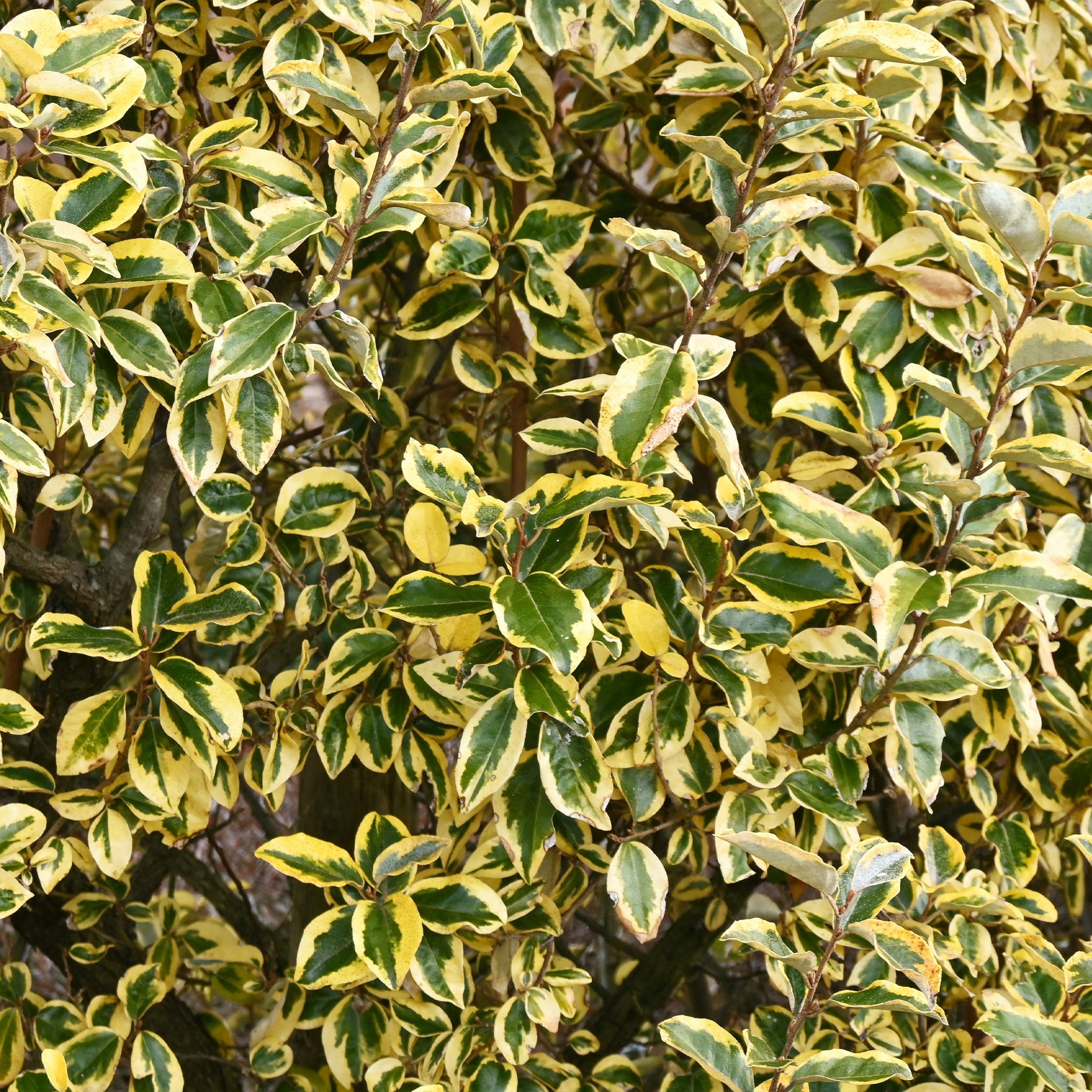 Immergrüne Hecken-Kollektion (4 Sträucher) - Eleagnus pungens Maculata, Photinia fraseri Red Robin, Prunus laurocerasus Etna, Viburnum tinus - Willemse
