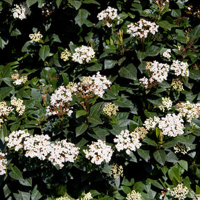 Verkauf Immergrüne Hecken-Kollektion (4 Sträucher) - Eleagnus pungens Maculata, Photinia fraseri Red Robin, Prunus laurocerasus Etna, Viburnum tinus