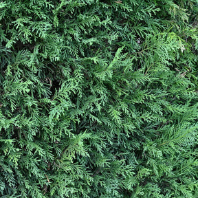 Leyland-Zypresse - Cupressus leylandii - Willemse