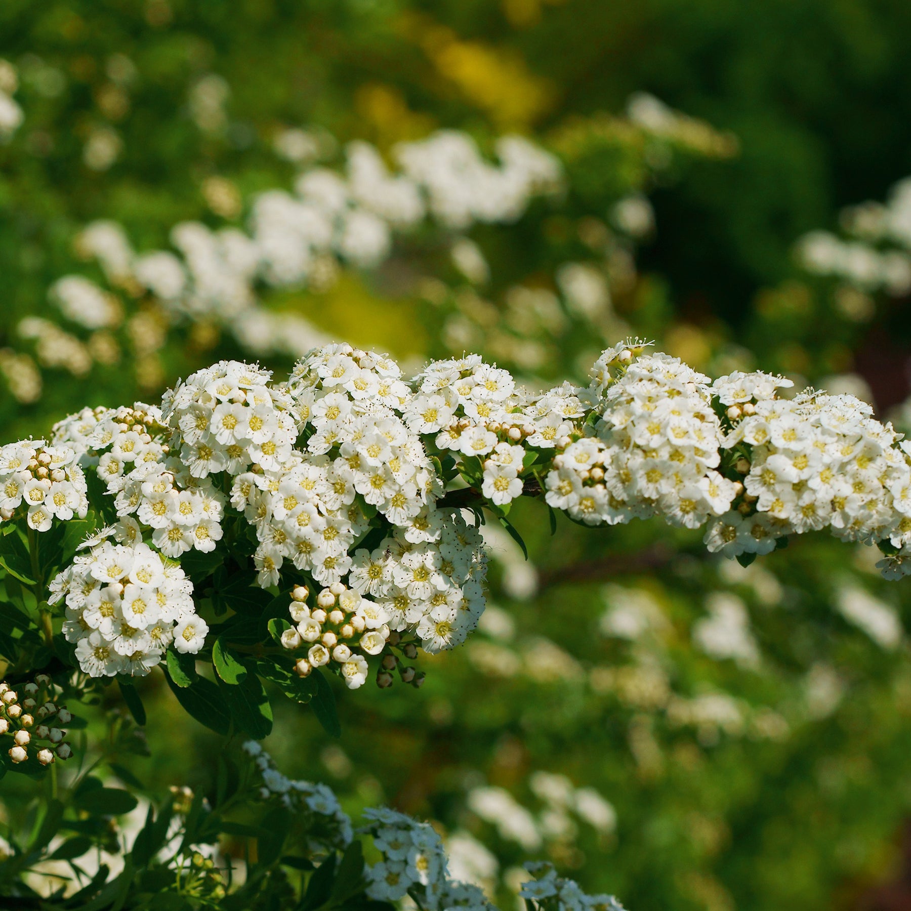 Nippon-Spierstrauch ‘Snowmound’ - Spiraea - Willemse