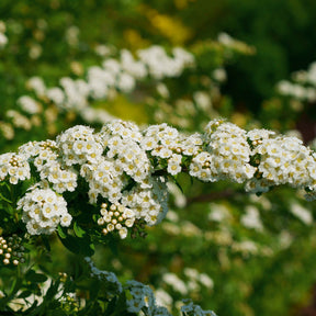 Nippon-Spierstrauch ‘Snowmound’ - Spiraea - Willemse