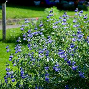 Verkauf Bartblume 'Heavenly Blue'