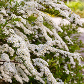 Verkauf Nippon-Spierstrauch ‘Snowmound’ - Spiraea