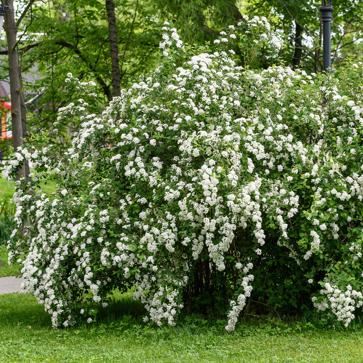 Nippon-Spierstrauch ‘Snowmound’ - Willemse