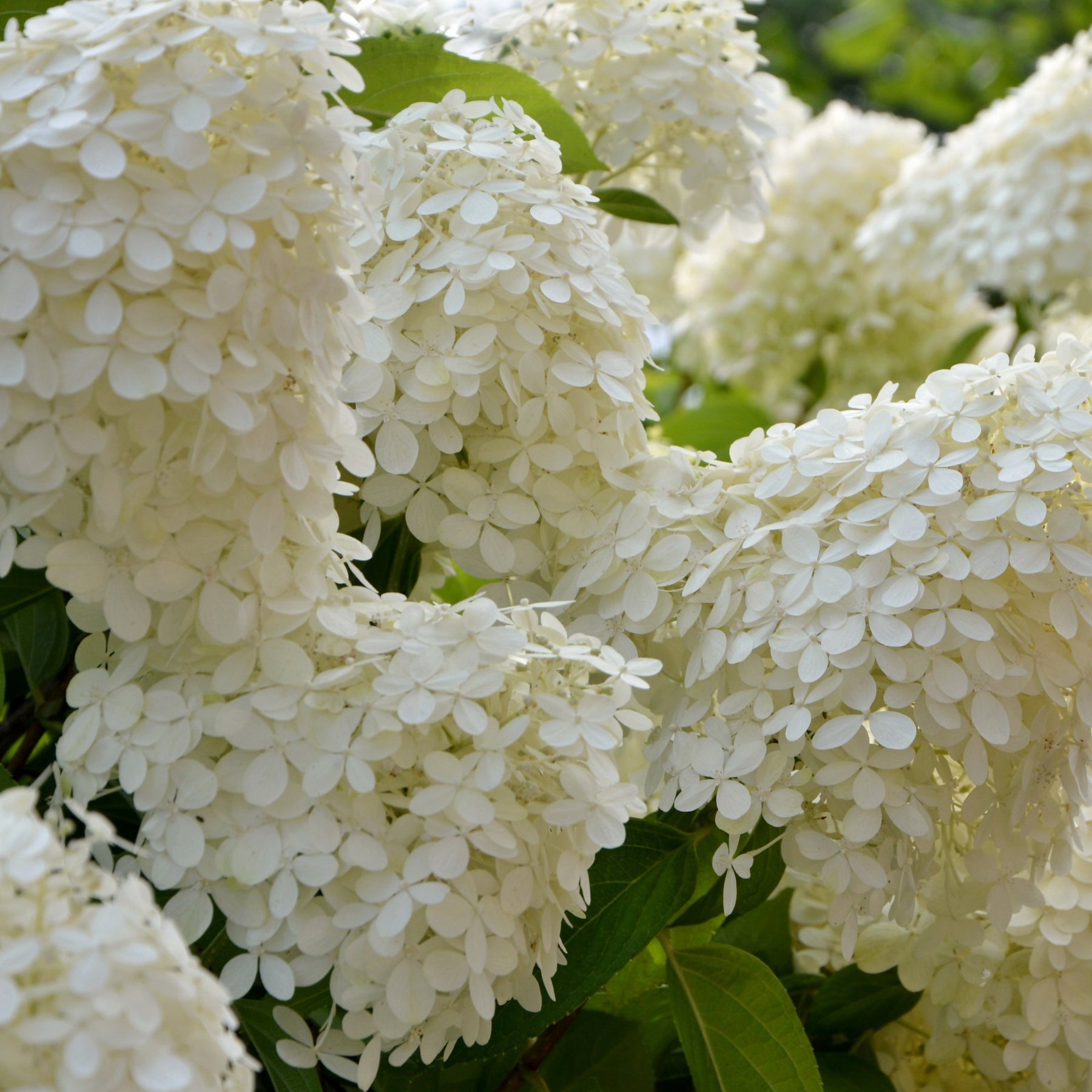 Rispenhortensie - Hydrangea paniculata selection - Willemse