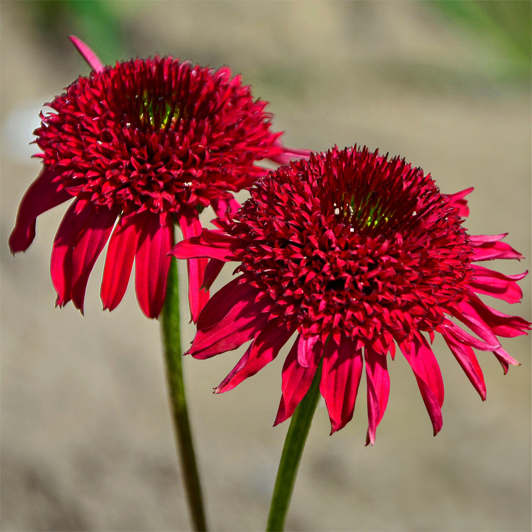 Echinacea purpurea Eccentric - Echinacea Eccentric - Stauden