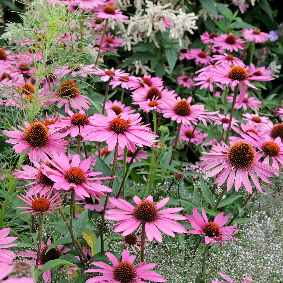 Blühende Stauden - Sonnenhut ‘Rubinstern’ - Echinacea purpurea Rubinstern