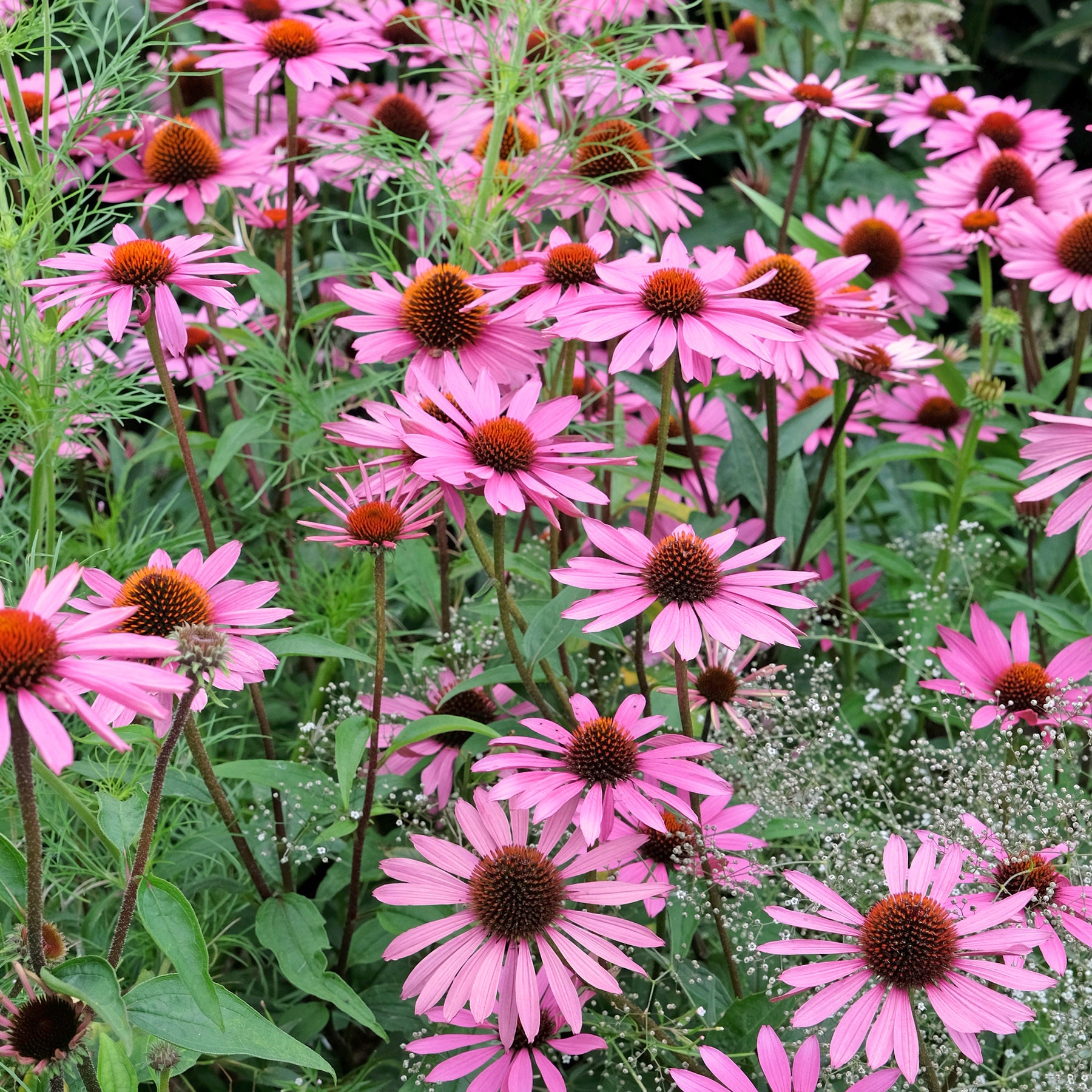 Sonnenhut ‘Rubinstern’ - Echinacea purpurea Rubinstern - Willemse