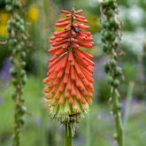 Fackellilie ‘Papaya Popsicle’