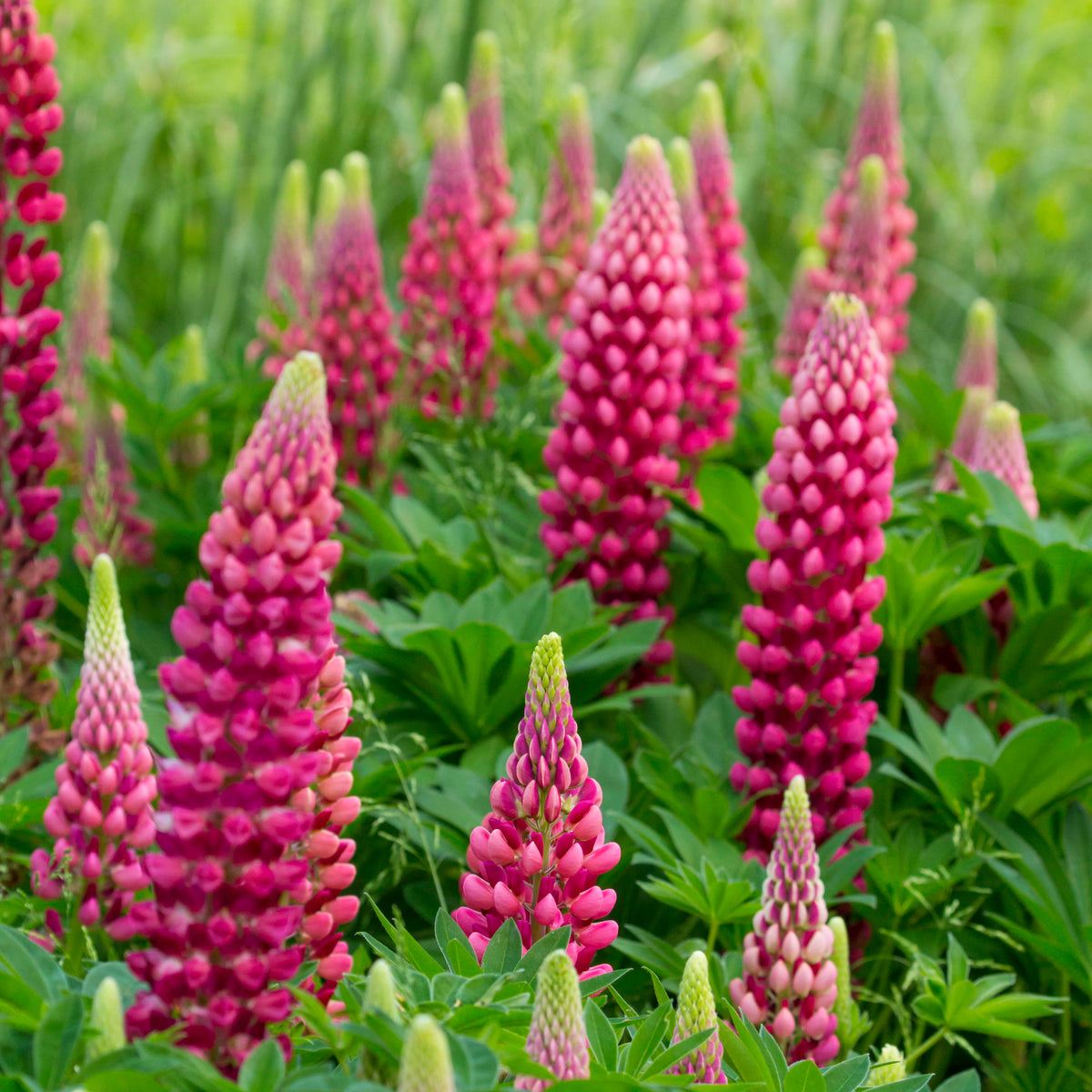 Lupine ‘Gallery Red’ - Lupinus Gallery Red - Willemse