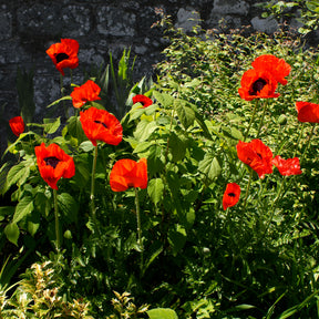 Orientalischer Mohn 'Beauty of Livermere' - Papaver orientale Beauty of Livermere - Willemse