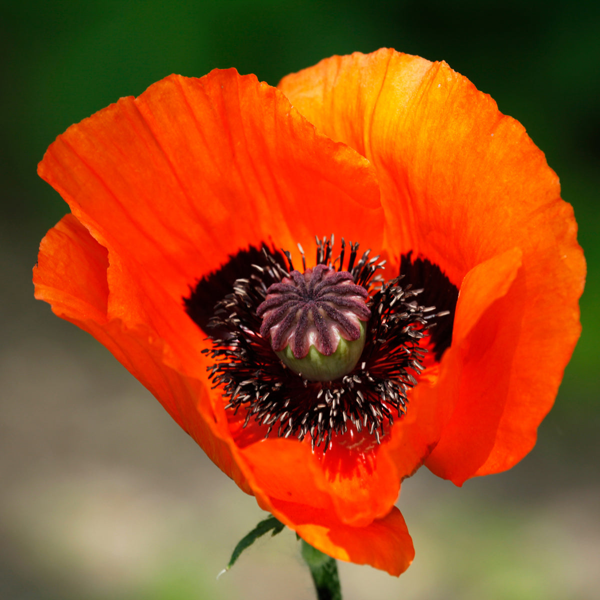Orientalischer Mohn 'Brillant' - Papaver orientale Brilliant - Willemse