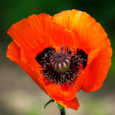 Orientalischer Mohn 'Brillant' - Papaver orientale Brilliant - Willemse