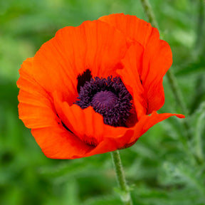 Orientalischer Mohn 'Brillant' - Willemse