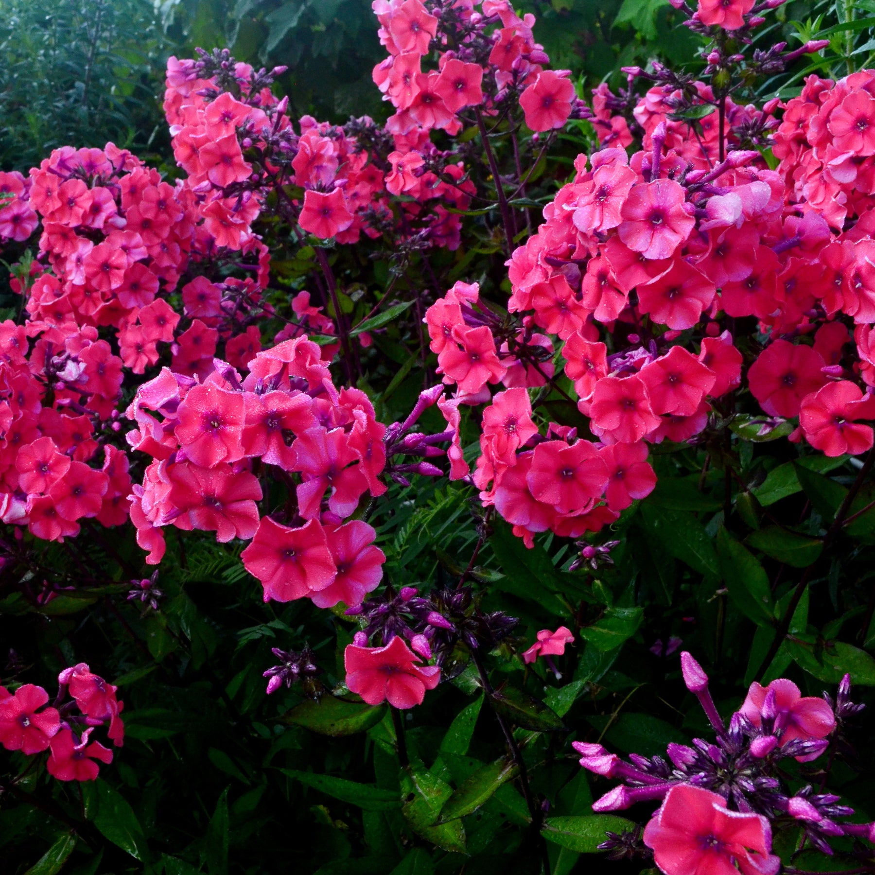 Hohe Flammenblume 'Starfire' - Willemse