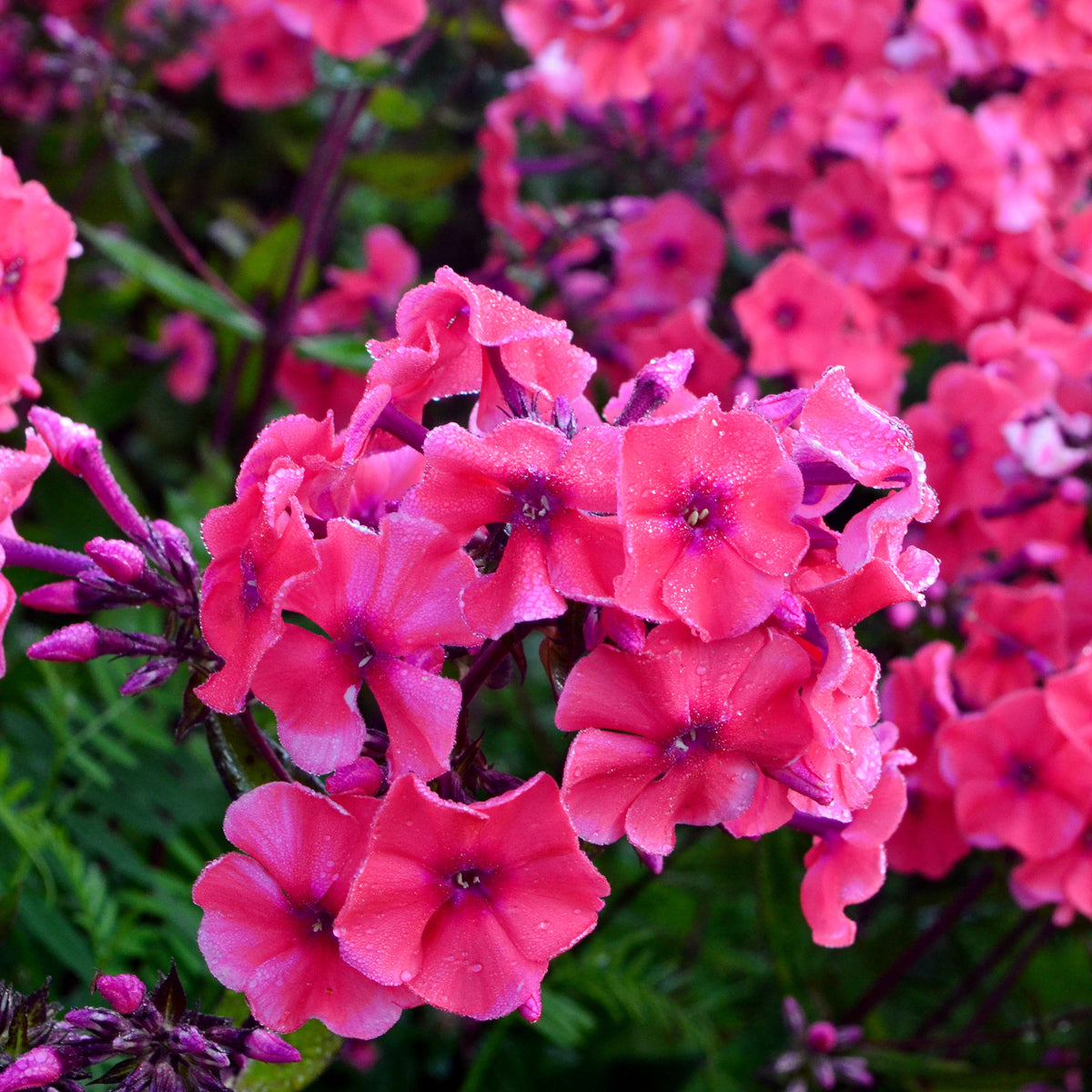 Hohe Flammenblume 'Starfire'