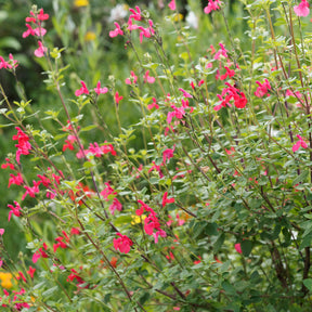 Johannisbeer-Salbei Grahamii - Salvia microphylla (grahamii) - Willemse