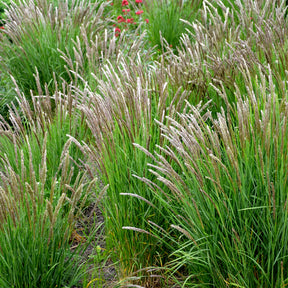Wimper-Perlgras - Melica ciliata - Willemse