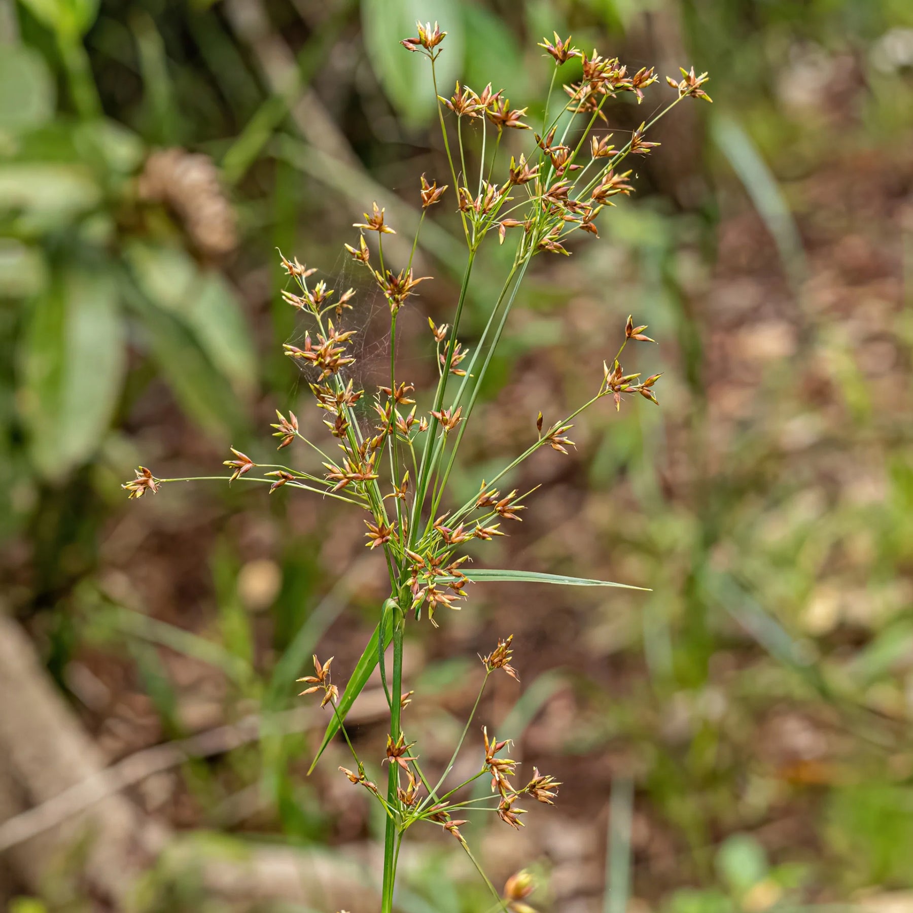 Wohlriechende Erdmandel - Cyperus longus - Willemse