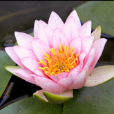 Seerose ‘Fabiola’ - Willemse