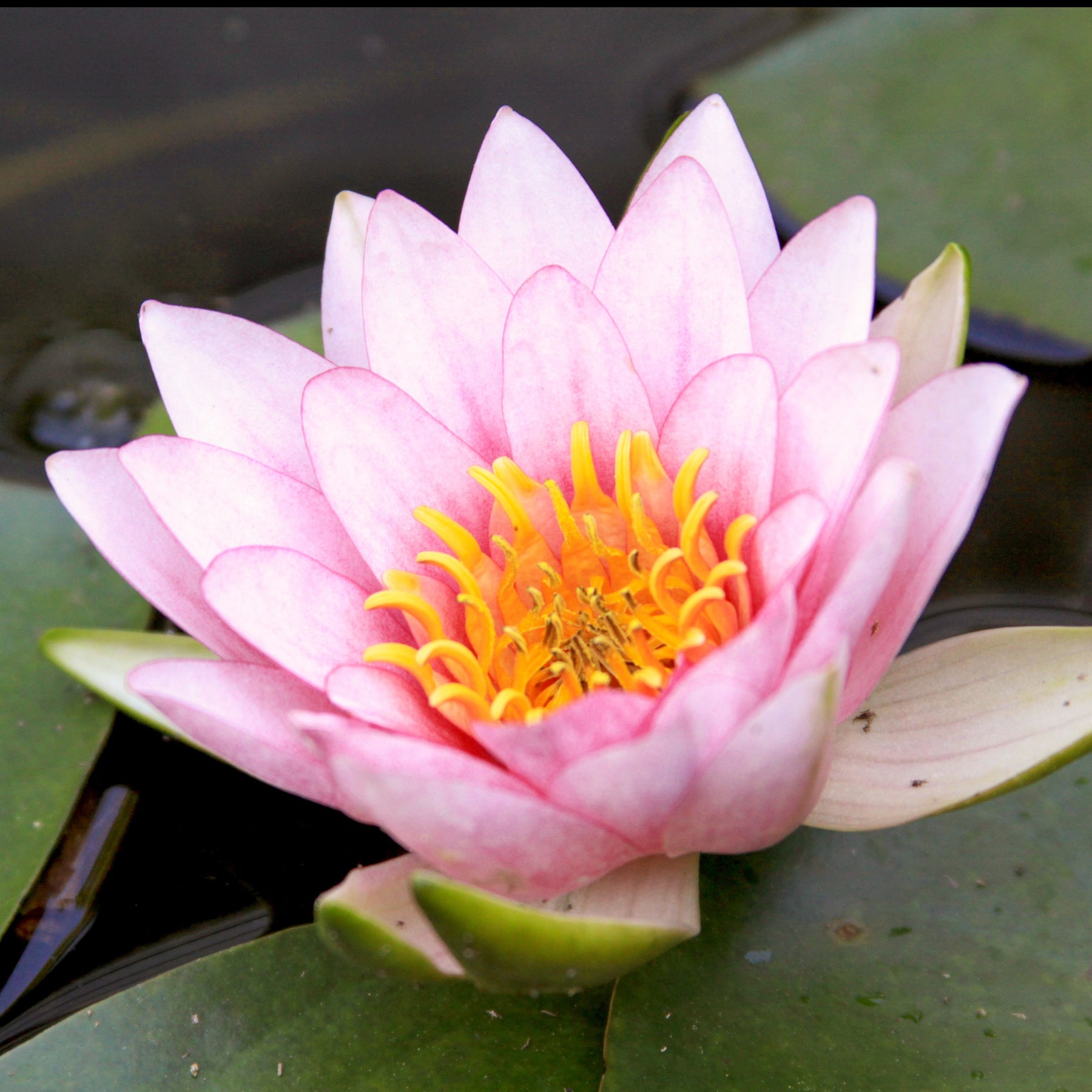 Seerose ‘Fabiola’ - Willemse
