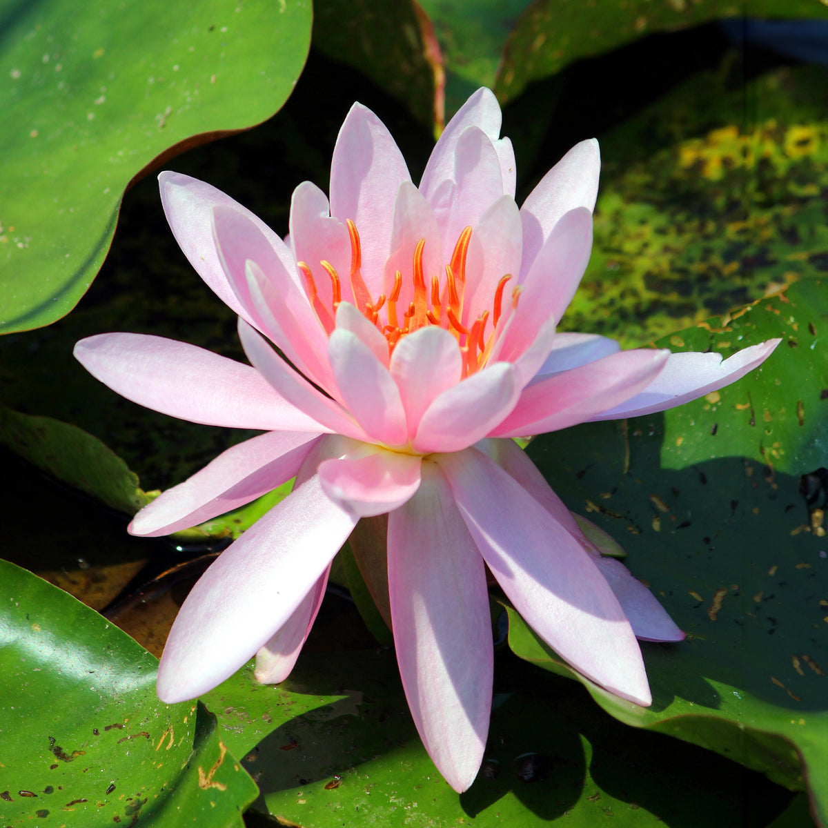 Seerose 'Laydekeri Lilacea' - Willemse