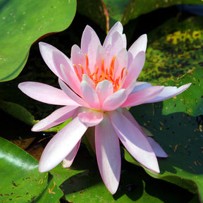 Seerose 'Laydekeri Lilacea' - Willemse