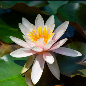 Seerose Marliacea Rosea - Willemse