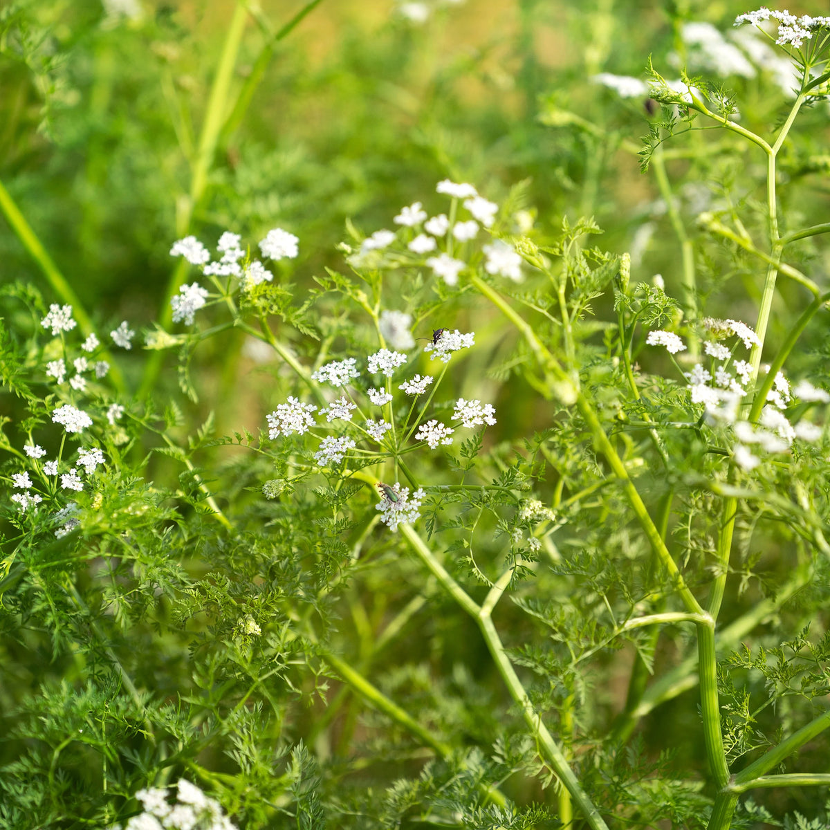 Wasser-Oenanthe - Oenanthe aquatica - Willemse