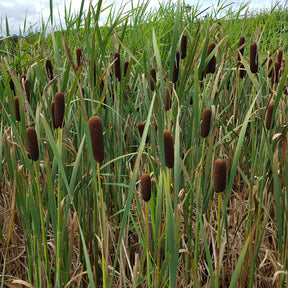 Laxmanns Rohrkolben - Typha laxmannii - Willemse