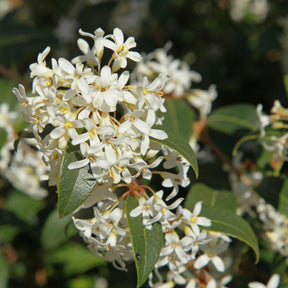 Burkwoods Duftblüte - Osmanthus burkwoodii - Willemse