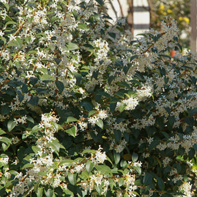 Burkwoods Duftblüte - Willemse